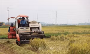 Hà Tĩnh được mùa vụ lúa Xuân