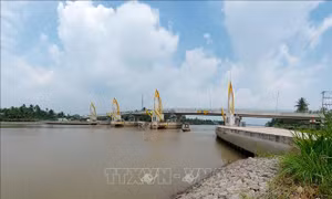 Đóng cống ngăn mặn, trữ nước ngọt, bảo vệ vườn cây trái 