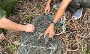 Giải cứu cá thể kỳ đà hoa quý hiếm bị mắc bẫy và thả về môi trường tự nhiên