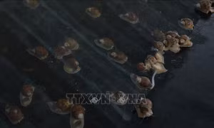 Nuôi ốc hương thương phẩm lãi hơn 1 tỷ đồng/năm 