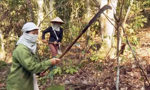 Canh lửa, giữ rừng mùa hanh khô