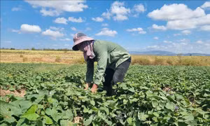 Đón vụ mùa bội thu đầu năm mới