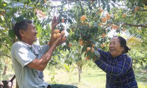 Cây thanh trà mang lại thu nhập ổn định 