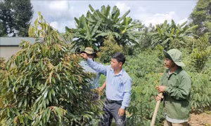 Cải tạo hơn 2.200 ha vườn tạp 