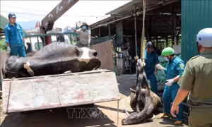 Thành lập Tổ công tác hỗ trợ bồi thường cho người nuôi bò sữa bị thiệt hại 