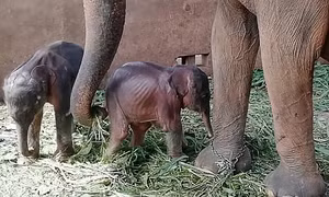 Voi sinh đôi hiếm gặp tại Sri Lanka