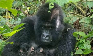 Trong vòng 3 tháng có thêm cặp song sinh khỉ đột núi chào đời tại Vườn quốc gia Virunga