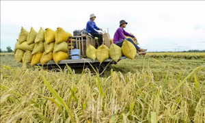Bội thu từ mô hình canh tác lúa thông minh ướt - khô xen kẽ