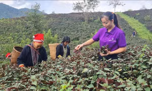 Đưa hương thảo dược nơi đại ngàn bay xa