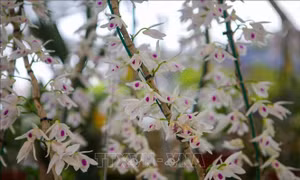 Độc đáo Lễ hội hoa lan Đà Nẵng