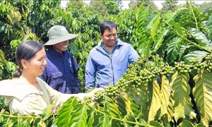 Xây dựng mã số vùng trồng cho sản phẩm nông sản chủ lực