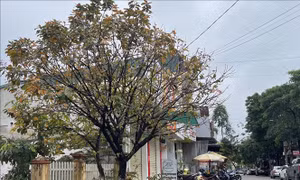 Thành phố Đông Hà ngừng vệ sinh vỉa hè nhiều tuyến phố do thiếu kinh phí