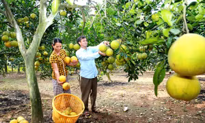 Xây dựng vùng chuyên canh bưởi Diễn