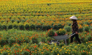 Phong phú hoa, cây cảnh chơi Tết Nguyên đán Tân Sửu