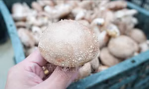 Hiệu quả từ mô hình trồng nấm hương tại Yên Bái