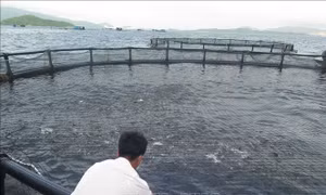 Nuôi trồng thủy sản bền vững - Bài cuối: Nâng cao hiệu quả với công nghệ hiện đại