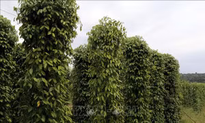 Giữ thương hiệu hồ tiêu Phú Quốc