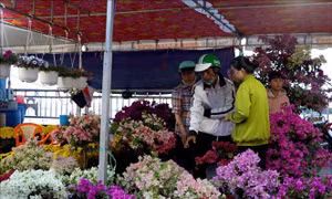 Hoa Tết vào vụ, chợ hoa xuân rộn ràng