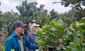 Phát triển vùng sản xuất nông nghiệp hàng hóa tập trung