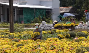 Tết vui với người trồng hoa Chợ Lách