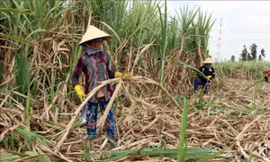 Nông dân Cù Lao Dung Sóc Trăng lao đao vì giá mía thấp kỷ lục
