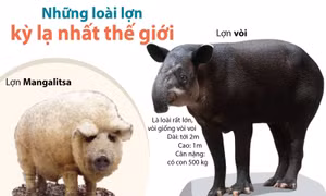 Những loài lợn kỳ lạ nhất thế giới