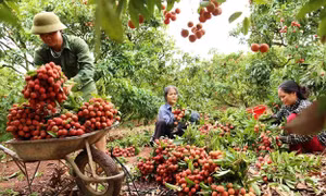 Cơ hội bán nông sản qua thương mại điện tử