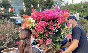 Hoa Tết khoe sắc trên các tuyến đường ở thành phố du lịch Nha Trang