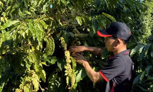Hỗ trợ thiệt hại cho nhà nông bằng bảo hiểm chỉ số thời tiết