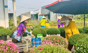 Làng hoa Sa Đéc nhộn nhịp đón Tết