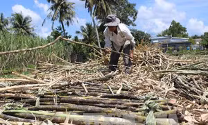 Giá thu mua thấp, nguy cơ mất vùng nguyên liệu mía cho những năm sau