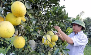 Nghị quyết 'tam nông' tạo đà phát triển nền nông nghiệp hiện đại