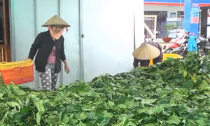 Cà Mau: Ồ ạt hái lá nhàu bán cho thương lái với giá cao bất thường