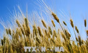Tạm thời chưa tái xuất lúa mì nhiễm cỏ kế đồng từ 1/11