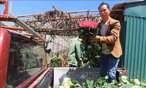 Thành triệu phú nhờ trồng hoa hồng công nghệ cao dưới chân núi Langbiang