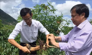 Dịch khảm lá trên cây sắn hoành hành 12 tỉnh, thành trong cả nước