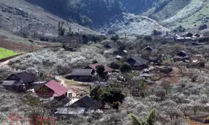 Rậm rịch tour dịp Tết Dương lịch