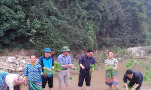 Chuyện Bí thư Thào 'bắt ma' ở cánh đồng Lậm Lùng