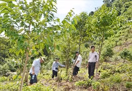 Khuyến khích doanh nghiệp đầu tư vào kinh tế rừng và cây dược liệu tại Tây Bắc 