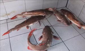 Xây dựng thương hiệu cá lăng đuôi đỏ sông Sêrêpốk