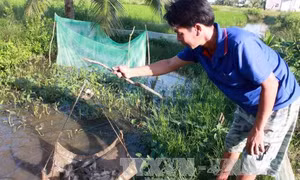 Giúp nông dân khôi phục nguồn lợi cá đồng U Minh Thượng