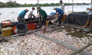 Cá chết nổi trắng hồ Cửa Nam, Nghệ An