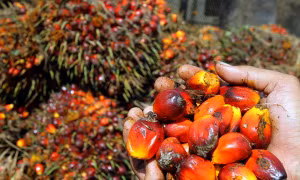 Indonesia và nhiều nước châu Âu xóa bỏ các rào cản thuế quan