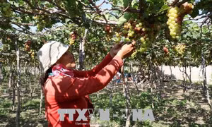  Các làng nho ở Ninh Thuận rộn ràng trước Lễ hội Nho và Vang
