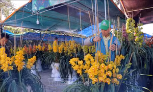 Giá hoa Tết Đà Lạt chỉ tăng nhẹ so với ngày thường