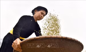 Đặc sắc lễ hội giã cốm ở vùng cao Tuyên Quang