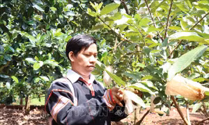  Kpă Meo chu toàn việc nước, làm kinh tế giỏi 
