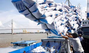 Giá gạo Việt Nam và Thái Lan khó cạnh tranh với Ấn Độ