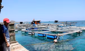 Bảo tồn, khai thác hiệu quả nguồn lợi hải sản phục vụ Chiến lược biển Việt Nam
