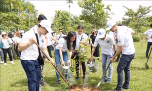 Trại hè Việt Nam 2019 thăm quê hương Bác